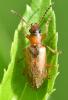 Orsodacne humeralis